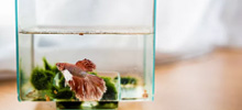 魚缸