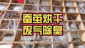 潔匠凈化·的凈工業除臭劑_【繅絲廠除臭】 蠶繭烘干殺蛹，保障蠶絲質量 但大量惡臭異味：腥臭味、烤焦味、酸敗味